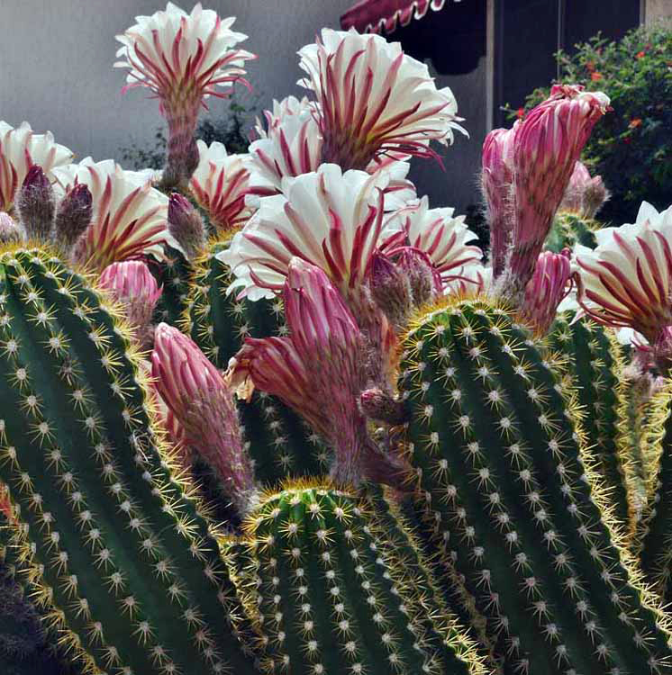 blooming cactus